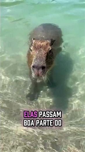 Por Que TODO Animal Parece GOSTAR Das CAPIVARAS?