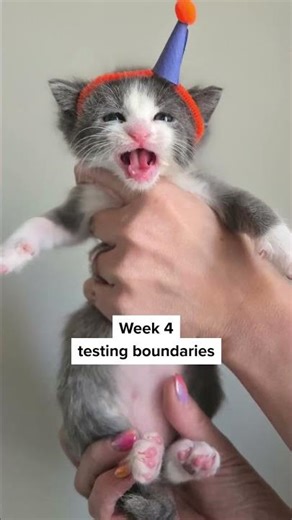 Kitten Development: 8 weeks in 60 seconds