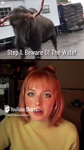 Strategies for Surviving a Moose Encounter