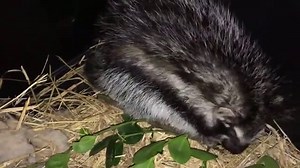 The secret social lives of giant poisonous rats