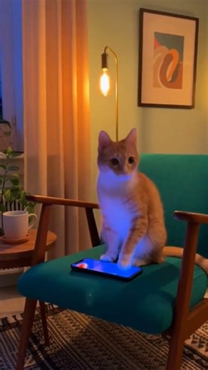 OMG! my cat is using mobile phone #viralvideo #camera #catvideos #cat #