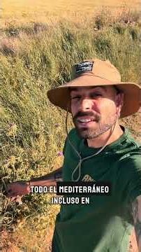 Cardo mariano