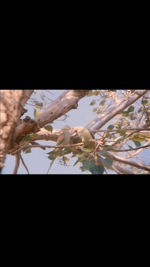 6.6K reactions · 38 comments | MAAN SHAAB... Challa best'songs like...