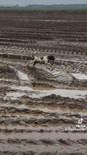 Mucky Pups. Clive your a dirty dog