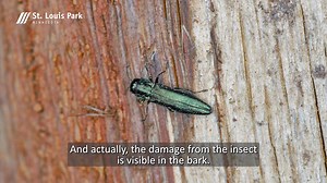 If you have an ash tree on your property, you will be affected by...