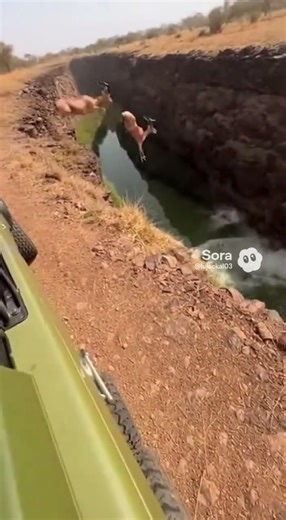 African Marvel: Herd of Antelopes Leap Across the River! 🦌🌊