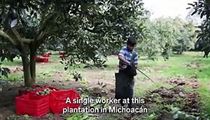 How avocado pits are turned into biodegradable silverware