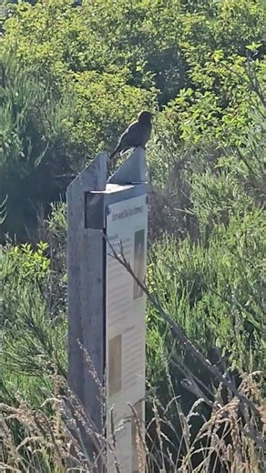 Birds of the Cowichan Estuary — The Heart of Our Coastal Ecosystem