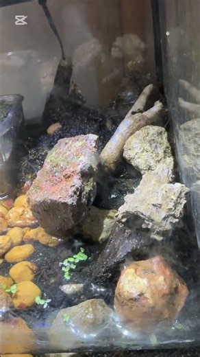 Frog Home Tour Part 2!#frog