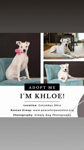 Khloe, a delightful dog, awaiting her forever family! According to reports, she is very affectionate and pleasant to be around. Khloe has a preference for homes where she is the primary focus and can form strong bonds with her human companions. Khloe is currently treating for an acl injury and is professionally trained. if you’d like to meet Khloe, the adoption application can be found on our website. Please share and help Khloe find her forever home. ￼ | Peace for Paws Ohio