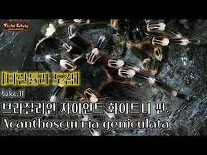 [말로 듣는 타란튤라 도감] Ep.11 브라질리안 자이언트 화이트니 편 // Acanthoscurria geniculata care sheet.