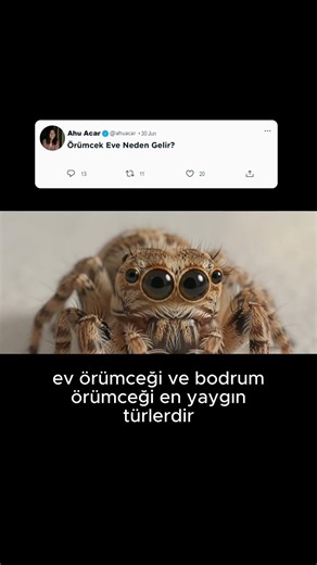 Örümcekler Hakkında Doğru Bilinen Yanlışlar