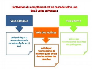 le système du complément (explication pas plus simple) partie 1