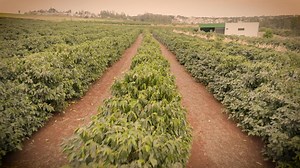 13K views · 231 reactions | The sustainable farming revolution that’s transforming Brazil’s relationship with its land. | CNN Business | Facebook
