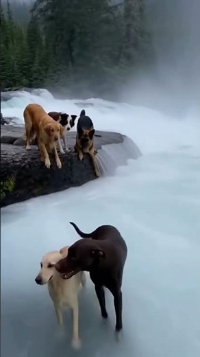 Dog Falls Into Waterfall — What Happens Next Is Unbelievable! 😱🐕 #dog #doggone #amazingdogs