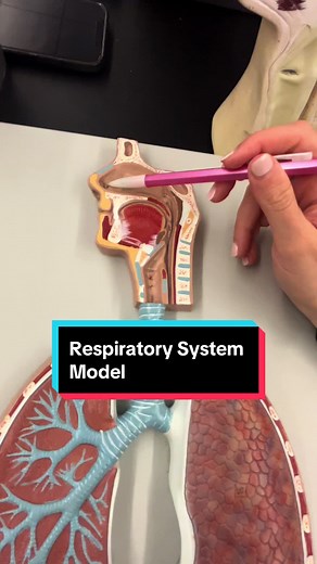 Learning the Respiratory System Model!! #anatomy #anatomylesson #respiratorysystem #lungs