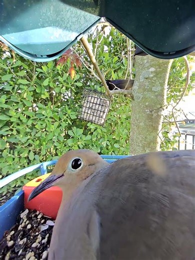 Mourning Dove visits the bird feeder! #birds #nature #dove #mourningdove #mourningdoves
