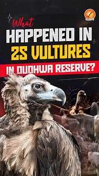 What Happened to 25 Vultures in Dudhwa Reserve?