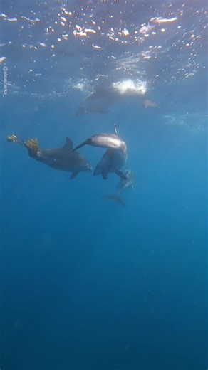Dolphin playing Games 😳🦈