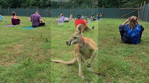 104 reactions · 37 shares | Kangaroo Yoga this morning was a hoppin' good time! Spots are still available this weekend and new dates for next weekend have been added to our website! Remember to bring a yoga mat, mask and towel (especially for the dewy morning sessions!!) After each session there will also be the opportunity to meet some special guest animal ambassadors! https://www.barnhillpreserve.com/delaware/kangaroo-yoga.html?layout=events | Coastal Wilds | Facebook