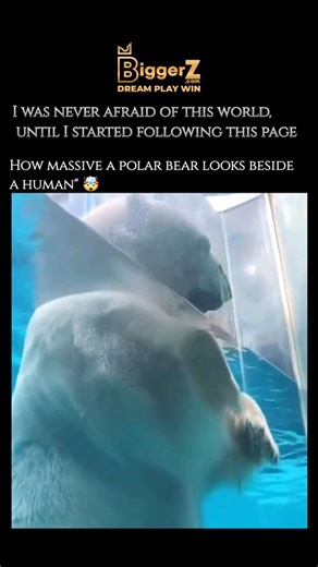 wierd_world on Instagram: "The polar bear is one of the most powerful and fascinating animals on Earth, uniquely adapted to the extreme conditions of the Arctic. ​Here is a detailed breakdown of the main aspects of the polar bear: ​❄️ Arctic Adaptations ​The polar bear has a number of highly specialized physical features that allow it to thrive in a cold, marine environment: ​Insulation: They have a black skin underneath their fur, which helps them absorb solar radiation. They possess a thick la