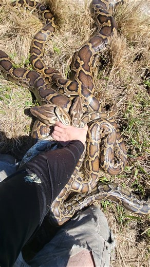 PILE OF PYTHONS!