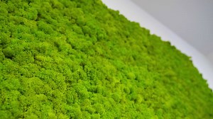 Grass, Texture, Green. Free Stock Video