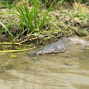 933K views · 9.3K reactions | Wow!Amazing Hand Fishing 2023 | Catfish Catching By Village Cute Boy #amazing_hand_fishing #villagelife | Fm Munna Fishing | Facebook