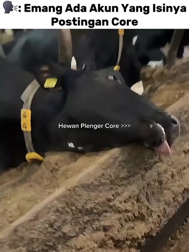 Exploring Hewan Plenger Core Trends