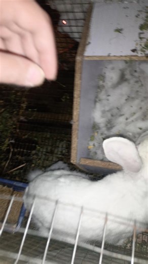 Newborn Bunnies: Adorable 2-Day-Old Cuties