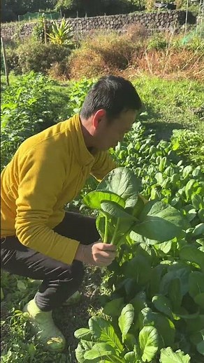 Komatsuna 🥬 Huge harvest 🥬 #ImabashiNaturalCultivation #ModernAgriculture #NaturalFarming