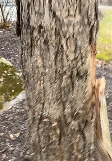 Day six of hitting a tree until it breaks ##day6##stick##tree##bark##wood##series