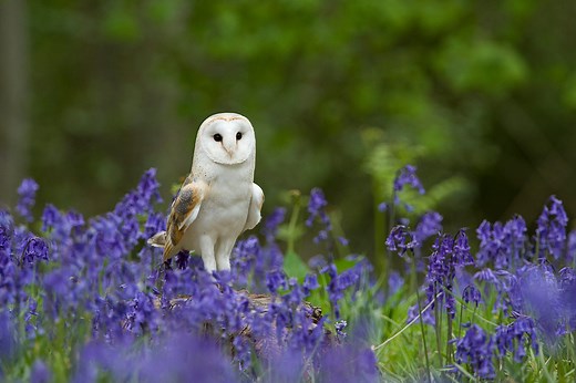 Explore the UK’s majestic aerial hunters: 8 breathtaking birds of prey to spot
