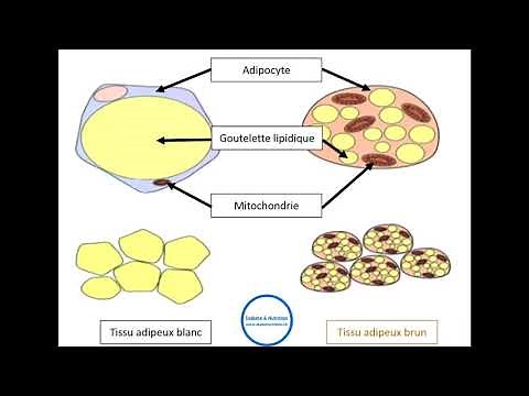 Les cellules adipeuses et leurs fonctionnement