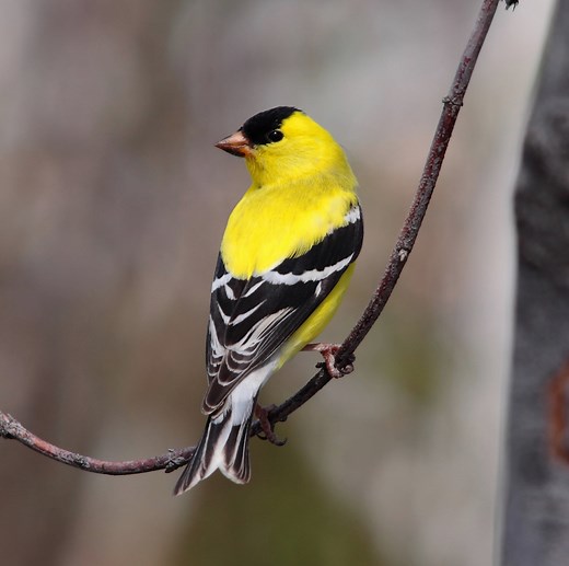 32 Birds That Are YELLOW in the United States! (ID GUIDE)