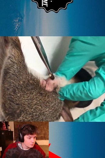 Reacts to Botfly Removal Rescue Animals🤩#botflyremoval #maggot #removal #botfly #amazing #botflylarva #satisfying #veterinary #larvae #dog #dogs #cat #cats #animals #botfly #botflyremoval #botflymaggot #botflylarva #botflyeggs #botflylarvae #botflyworm #loveanimals #lovedog #lovedogs #animalsoftiktok #virall #viralvideo #lovecat | Hit videos