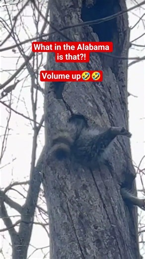 Mood: This Raccoon is living his best life! 🦝🌳 #FunnyAnimals