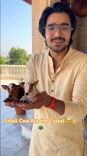 Small Cow Are the Cutest 🥹🤞🦚#small #shorts #krishna