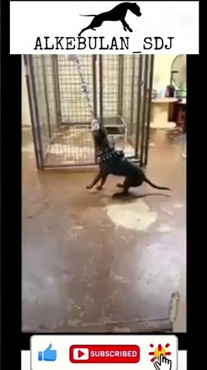 Apbt doing some fun spring pole work 🔥💪🏽 #apbthistory