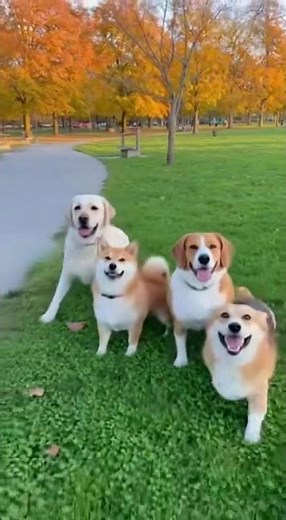 4 Dogs Moonwalk Together in the Park – CUTEST Thing You’ll See Today 😂🐾