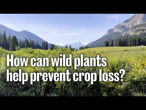 How can wild plants help prevent crop loss?