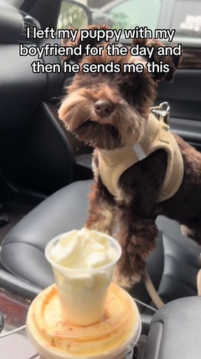 Puppy Expectations vs Reality: A Day with Malli