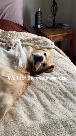 Understanding Dog Behavior through Eyebrow Raises