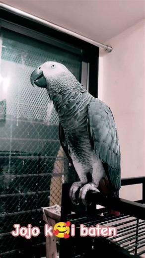 “My African Grey Just Said WHAT?! 😱🦜”Jojo ki baten 🥰# Africangrey#talkingparot#smartparrot#viralreel