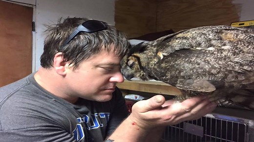 669K views · 4.5K shares | WATCH: Rescued owl GiGi gives a big hug to...