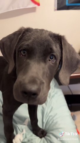 Part 2 of testing “sounds that attract puppies” on Clifford. The way his ears go up every time kills me 😂 Should we test more sounds for Part 3? #puppytiktok #dogsoftiktok #puppylife #dogreaction #funnydogs