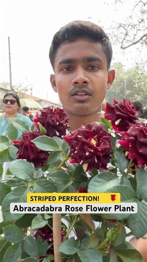 PURE MAGIC! 🪄🌹 Abracadabra Rose Variety at Sri Gobinda Nursery #shorts