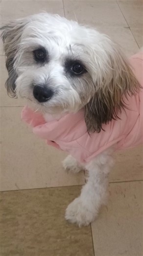 She doesn't know what to do with the tickles! Doggy cuteness 💕 #dog #shorts