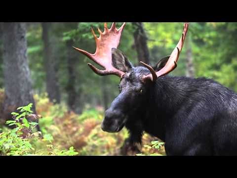Les tirages au sort et la chasse à l'orignal à la Sépaq