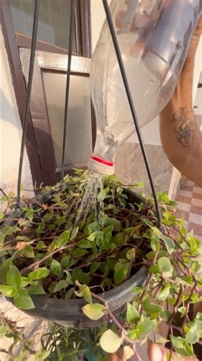 🌱My beautiful turtle vine 🌱🪴🌿👌#motivation #trendingshorts #houseplants #homegardening #shorts